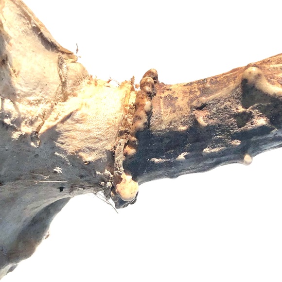 Deer Antlers - Picture 8 of 15